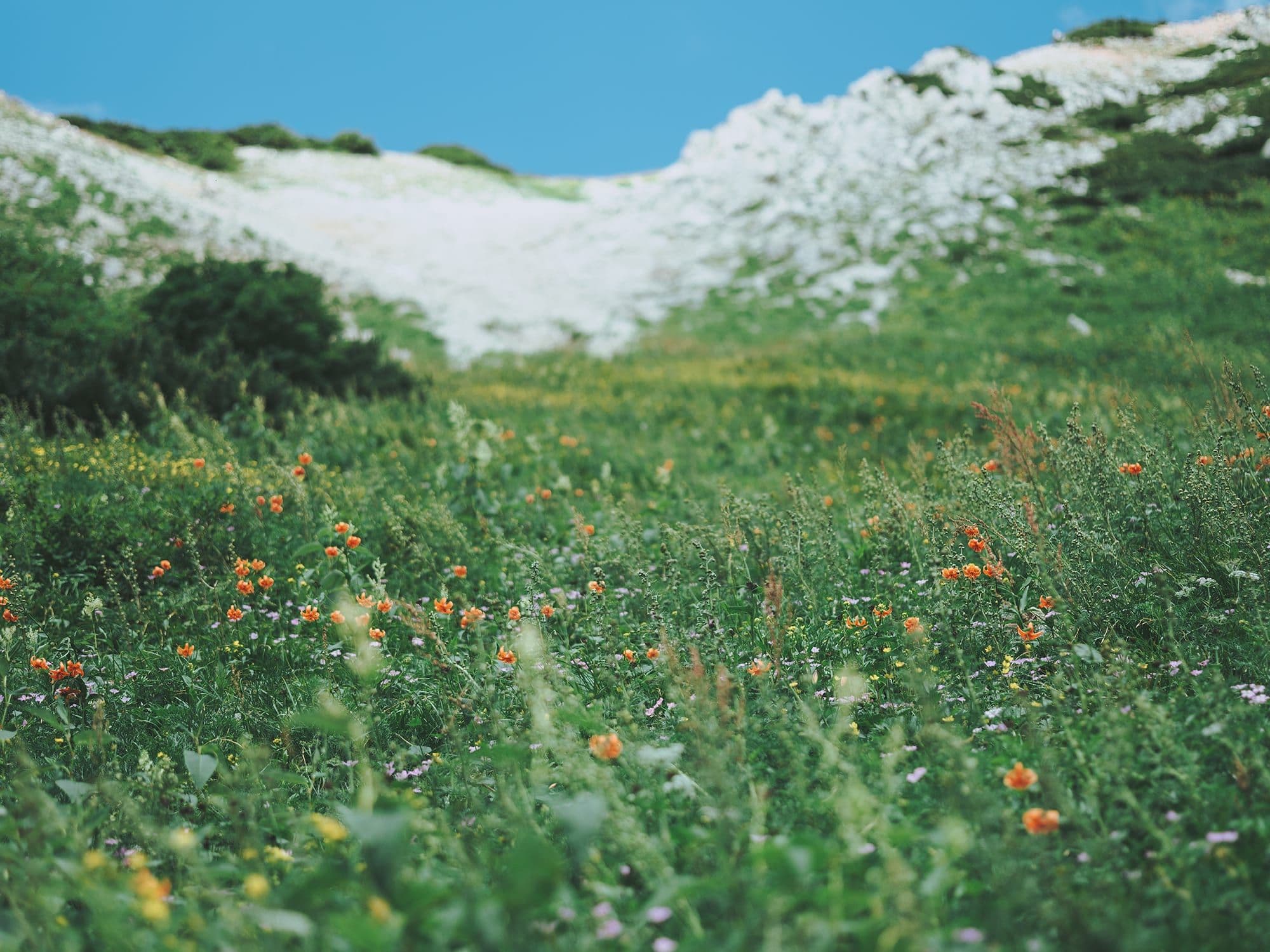 山荘周辺の魅力