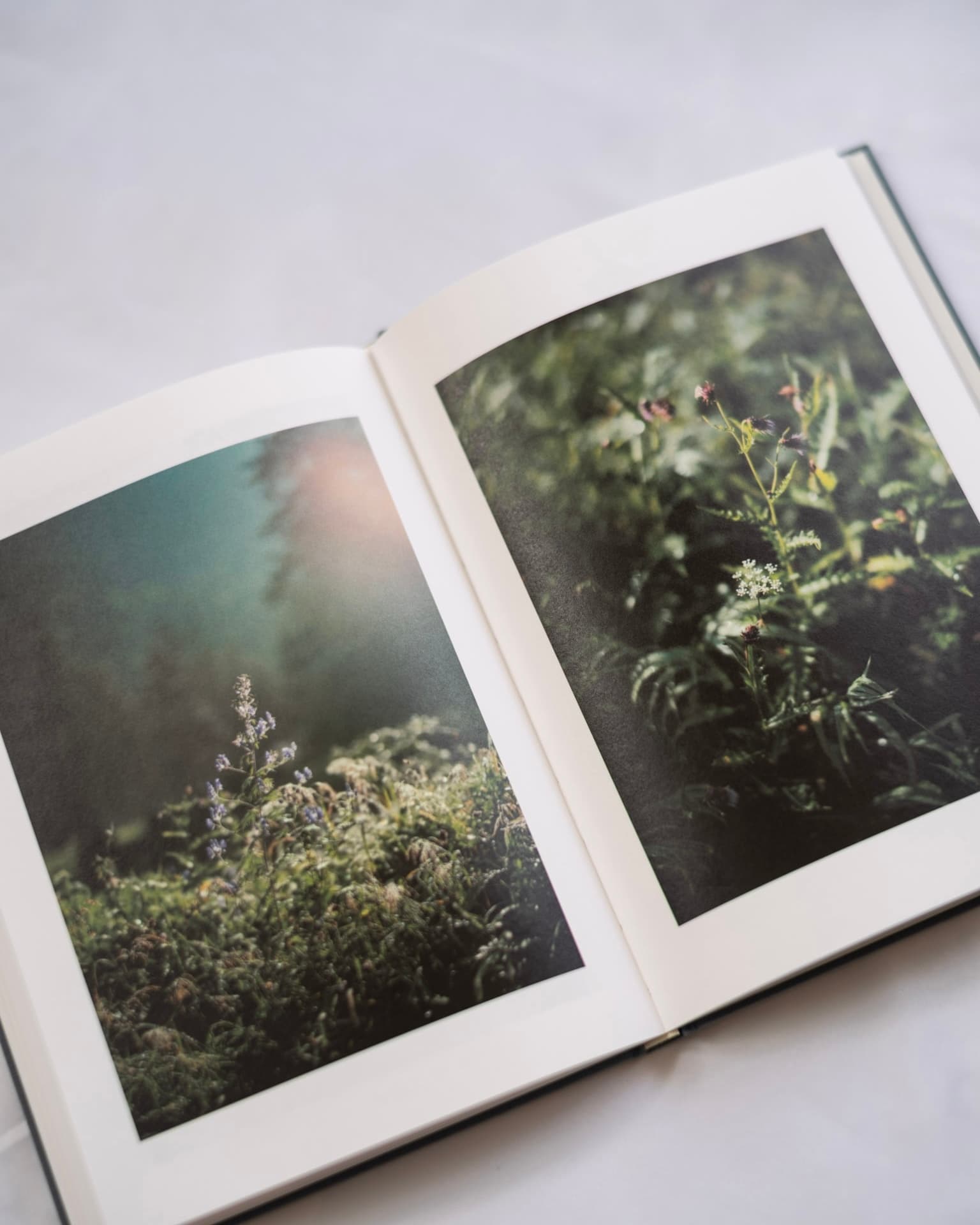 写真集「野に生きる光」の見開きページ