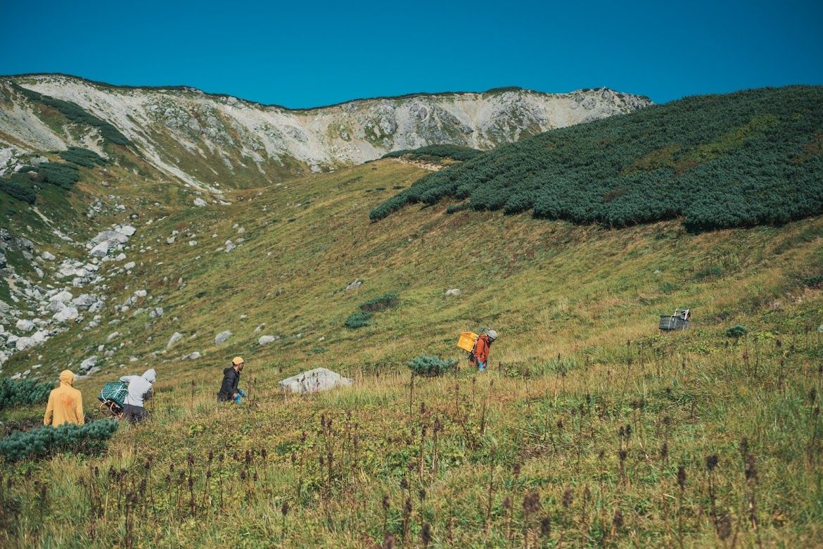 高山植物が広がる草原での作業