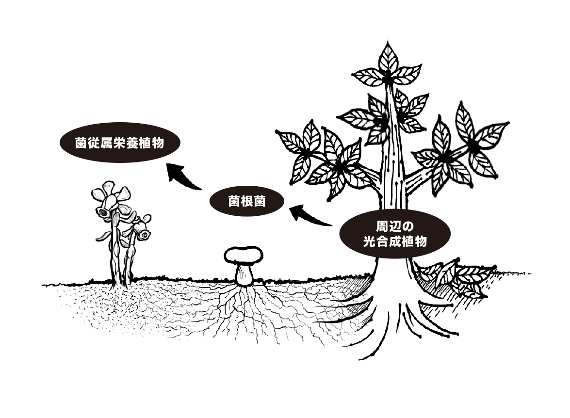 ギンリョウソウが生きた木と菌根菌でつながる、森の地下ネットワークの図解