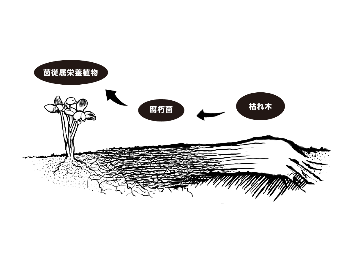 ショウキランが枯れ木と腐朽菌でつながる、森の地下ネットワークの図解
