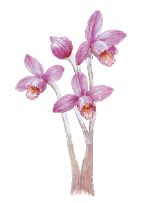 ショウキランの花（水彩）