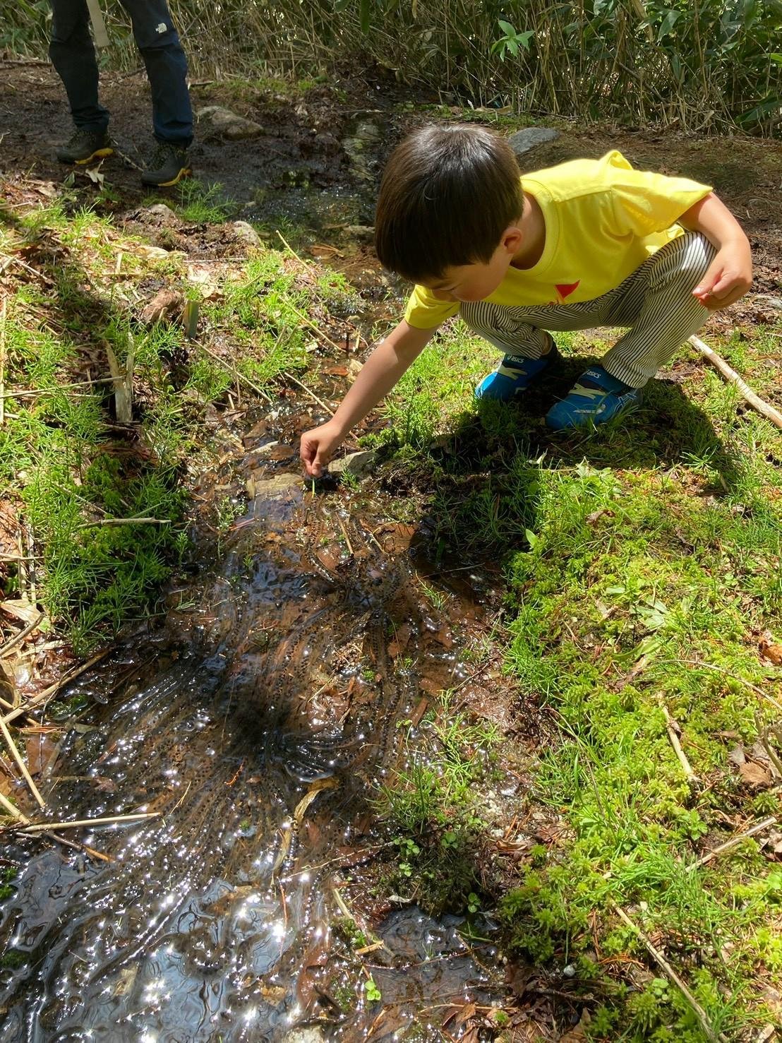 登山道わきの水たまりでカエルの卵を観察する子ども